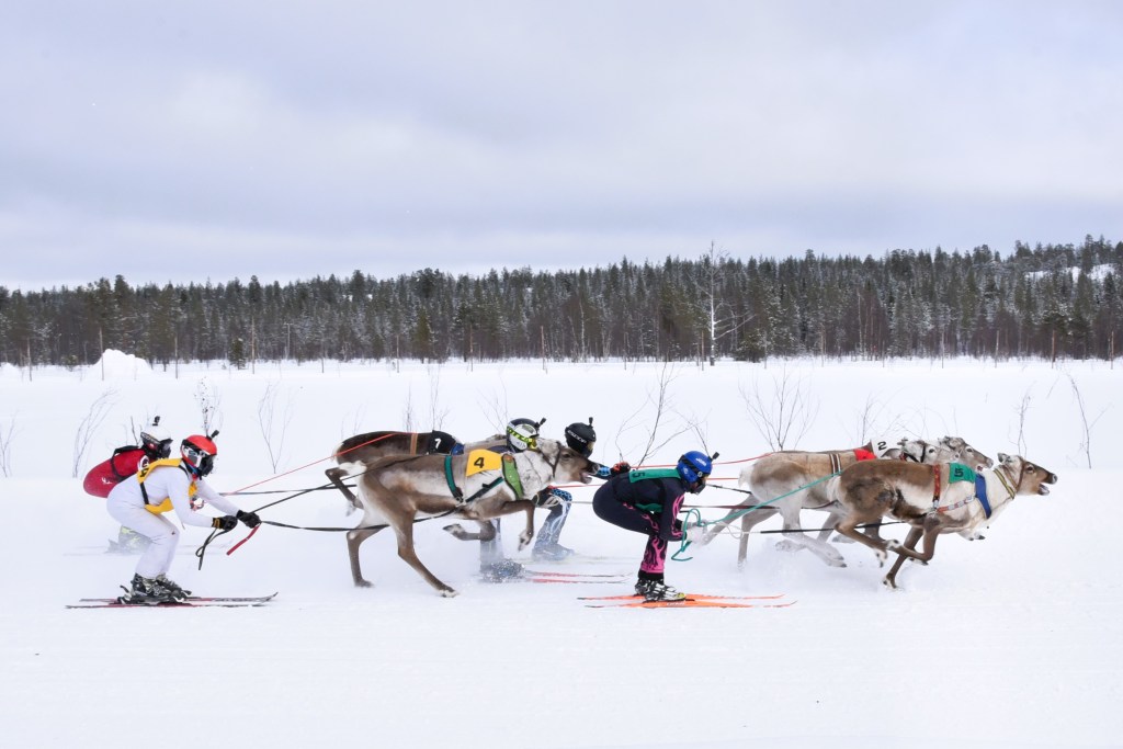 OFF TO THE (REINDEER) RACES!  